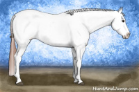 Horse Color:Black Appaloosa Rabicano 