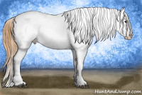 Horse Color:Smoky Black Appaloosa Rabicano 