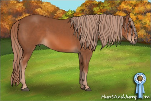 Horse Color: Liver Chestnut 