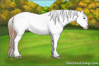 Horse Color:Black Appaloosa Rabicano 