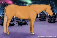 Horse Color:Chocolate Palomino 
