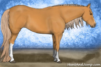 Horse Color:Chocolate Palomino 