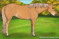 Horse Color:Chocolate Palomino 