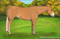 Horse Color:Chocolate Palomino 