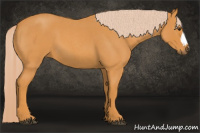 Horse Color:Chocolate Palomino Roan 