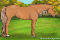 Horse Color:Chocolate Palomino 