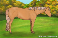 Horse Color:Chocolate Palomino 