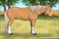 Horse Color:Chocolate Palomino 
