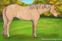 Horse Color:Chocolate Palomino Roan 