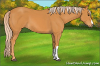 Horse Color:Chocolate Palomino 