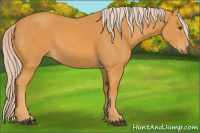 Horse Color:Chocolate Palomino 