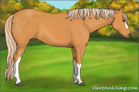 Horse Color:Chocolate Palomino 