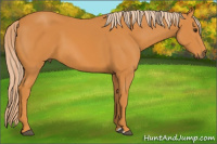 Horse Color:Chocolate Palomino 