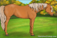 Horse Color:Chocolate Palomino 