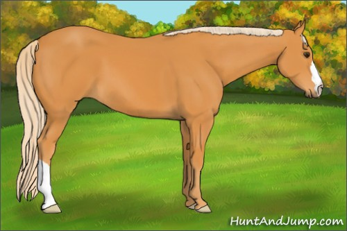 Horse Color: Chocolate Palomino 