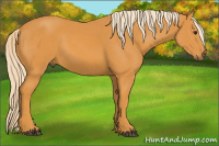 Horse Color:Chocolate Palomino