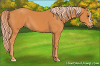 Horse Color:Chocolate Palomino 