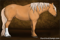 Horse Color:Chocolate Palomino 