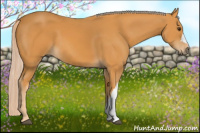 Horse Color:Chocolate Palomino 