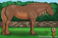 Horse Color:Liver Chestnut 