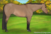 Horse Color:Bay Dun