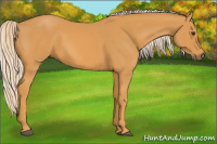 Horse Color:Chocolate Palomino 