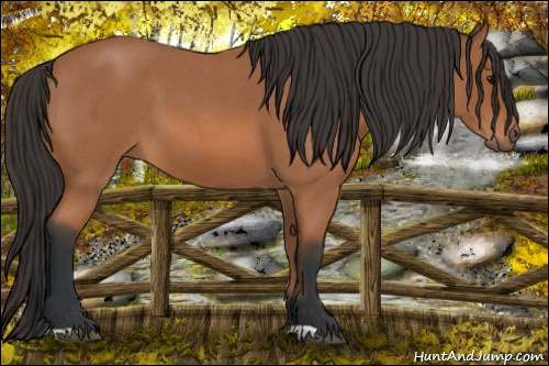 Horse Color: Bay Roan 