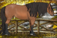 Horse Color:Bay Roan 