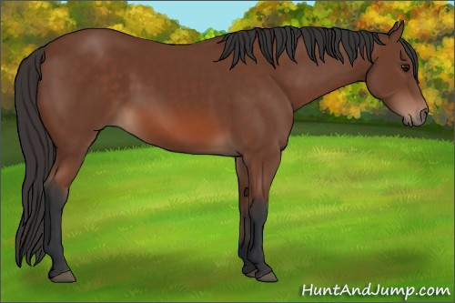 Horse Color: Bay 