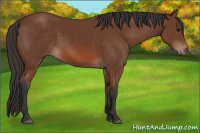Horse Color:Bay 