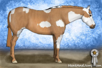 Horse Color:Gray White Spotted Black  Brindle
