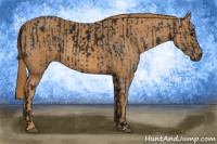 Horse Color:Gray White Spotted Black  Brindle