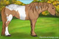 Horse Color:Gray White Spotted Black  Brindle