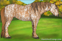 Horse Color:Gray White Spotted Black Brindle