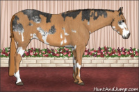 Horse Color:Gray White Spotted Black  Brindle