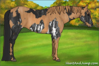 Horse Color:Gray White Spotted Black  Brindle