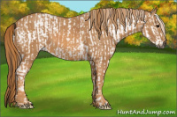 Horse Color:Gray White Spotted Black Brindle