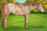 Horse Color:Gray White Spotted Black  Brindle