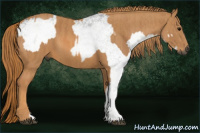 Horse Color:Gray White Spotted Black  Brindle