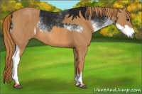 Horse Color:Gray White Spotted Black  Brindle