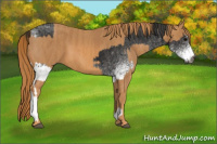 Horse Color:Gray White Spotted Black  Brindle