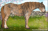 Horse Color:Gray White Spotted Black  Brindle