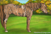 Horse Color:Gray White Spotted Black  Brindle
