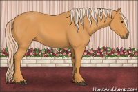 Horse Color:Chocolate Palomino 