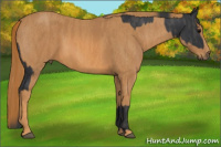 Horse Color:Black  Brindle