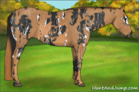 Horse Color:Gray White Spotted Black  Brindle