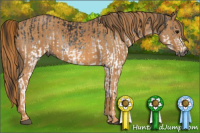 Horse Color:Gray White Spotted Black  Brindle