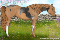 Horse Color:Gray White Spotted Black  Brindle