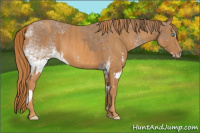 Horse Color:Gray White Spotted Smoky Creme  Brindle