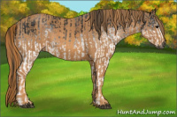 Horse Color:Gray White Spotted Smoky Black  Brindle